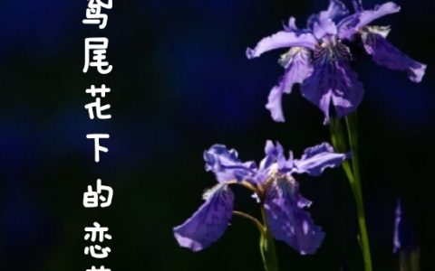 鸢尾花下的恋慕