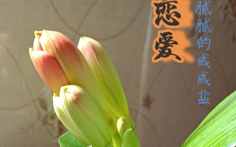 无脑恋爱全文（伯德季蔡霄）全文免费阅读无弹窗大结局